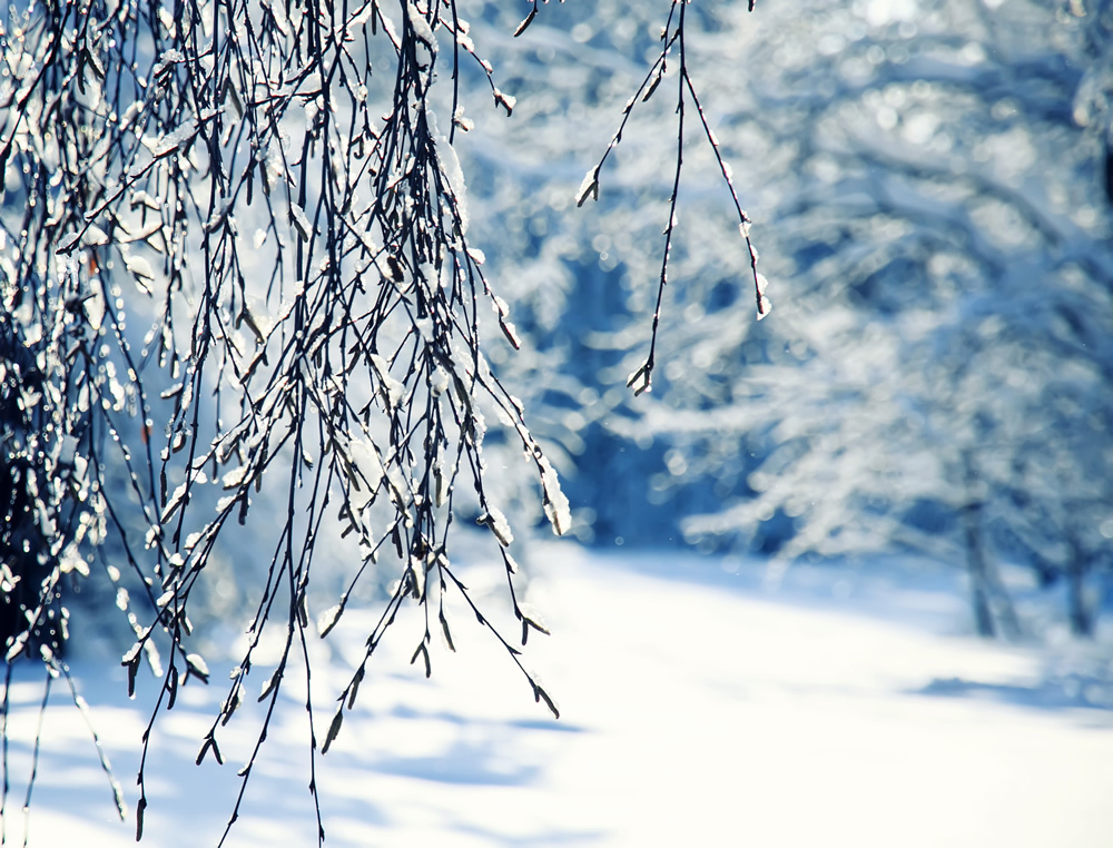 White Birch Branch Winter Trees Wallpaper Wall Mural