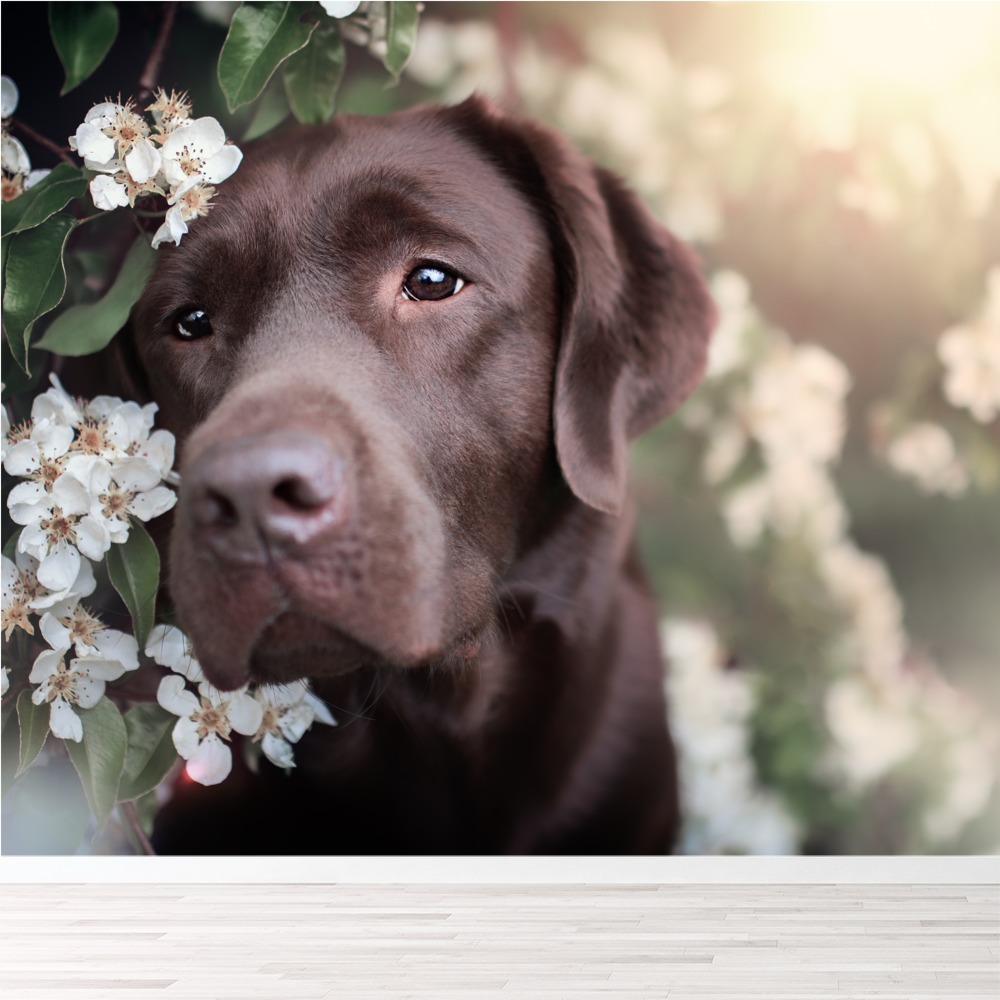 Chocolate Lab Puppy Wallpaper : Chocolate Labrador Wallpapers Wallpaper Cave