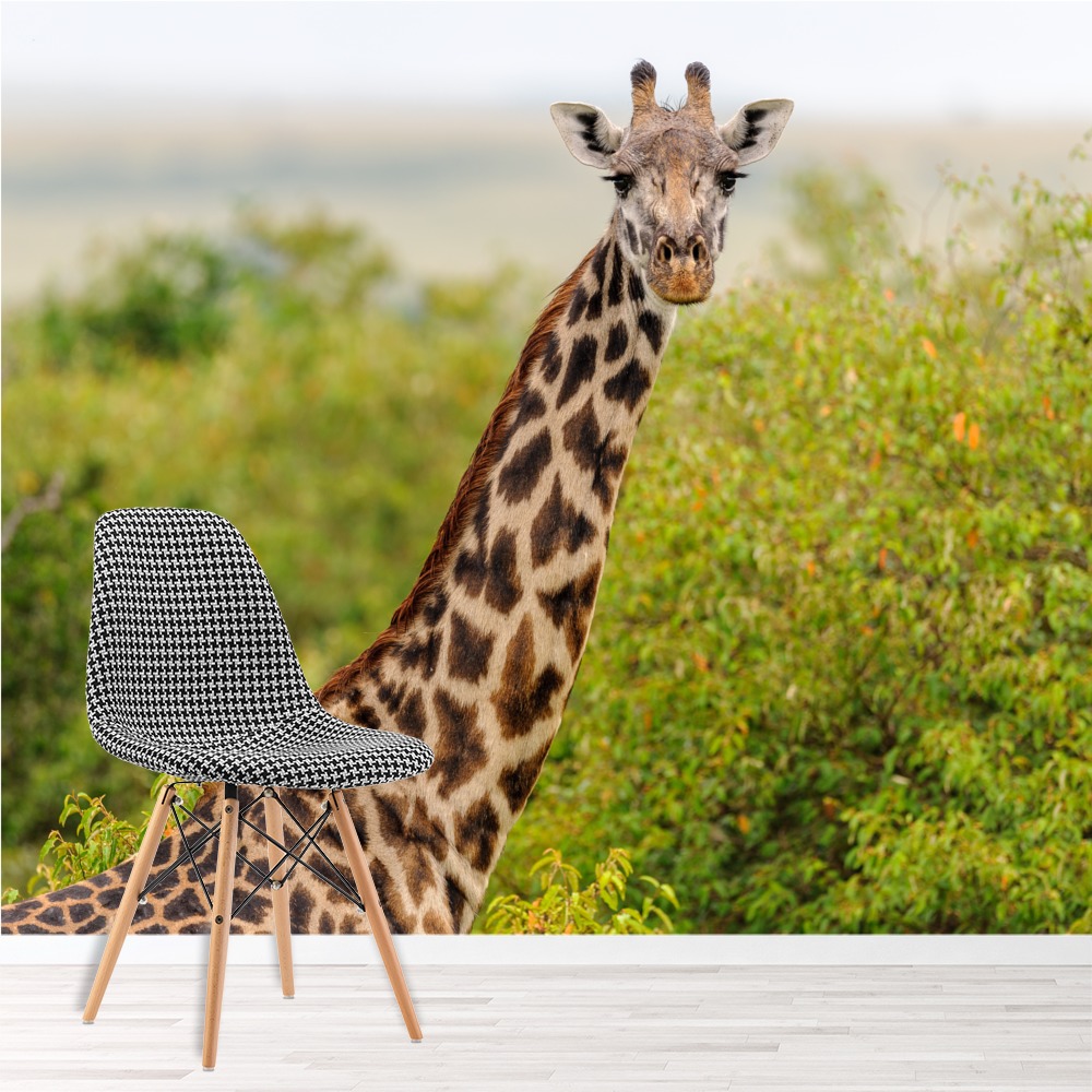 Shop Giraffe Wall Murals Azutura