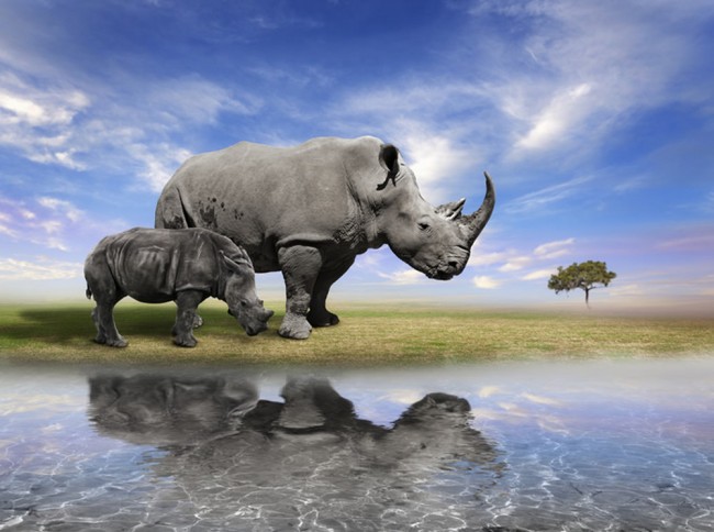 Wallpaper Rhino, Grass, Walk, Sky HD | Rhinoceros, Animals, Endangered  animals