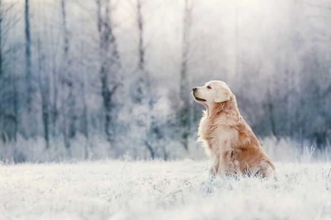 Desktop Wallpaper Golden Retriever Dog Puppy, Hd Image, Picture,  Background, Tdmvh1