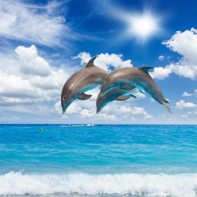 dolphin wallpaper