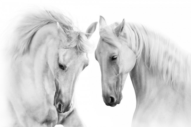 black and white horses wallpaper
