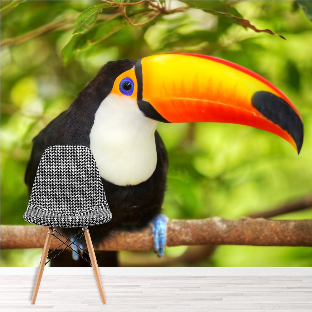 Toucan Wallpaper | 1440x900 | ID:29420 - WallpaperVortex.com